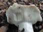 Földtoló galambgomba (Russula delica), Pilis